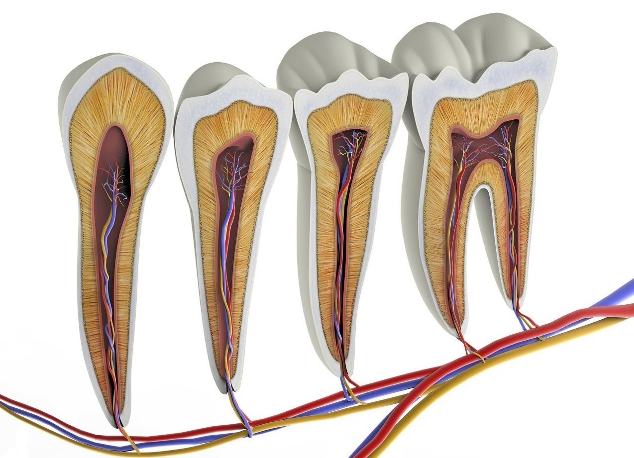 牙齿神经分布图图片