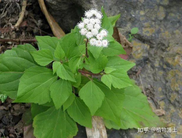 生命力极强的外来入侵物种——紫茎泽兰 - 知乎
