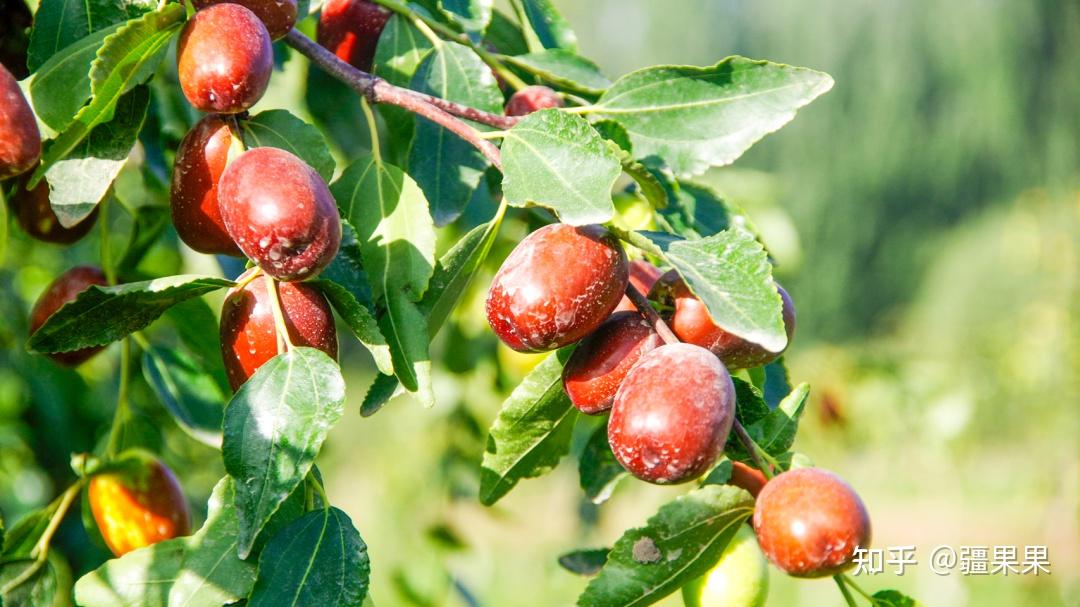 沙原鲜枣如期红遍人间绿洲10倍造血助力疏附乡村振兴