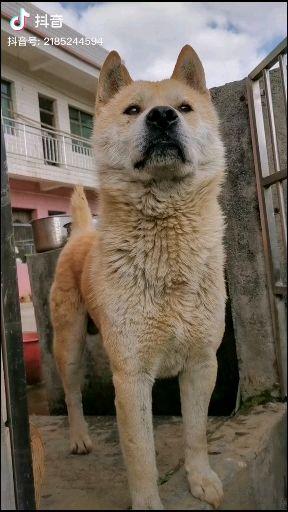 宠物宠物饲养宠物犬中华田园犬(土狗)相关推荐 0:18中华田园犬小泉识