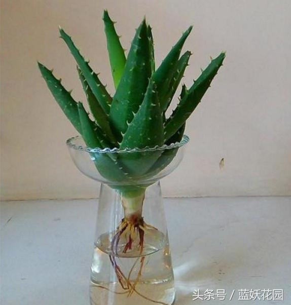 这3种植物水培起来 更美更壮更好养 知乎