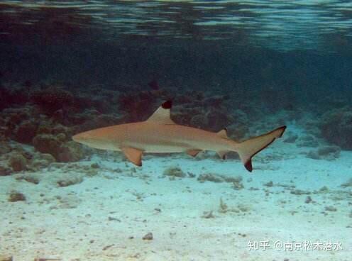 黑边鳍真鲨 - 知乎