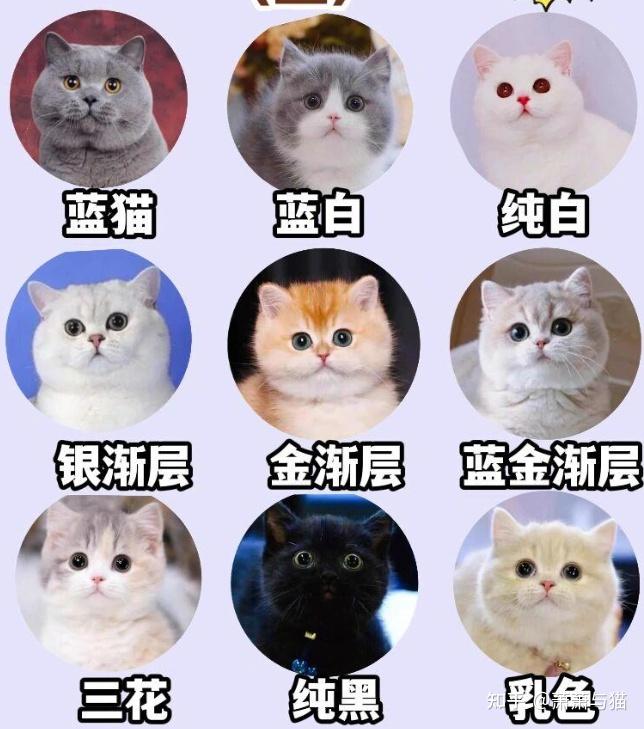 如何选择适合你的猫咪?看完这篇就够了