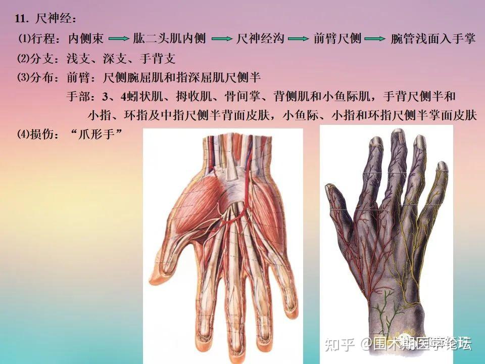 颈丛、臂丛解剖高清图解(PPT课件) - 知乎