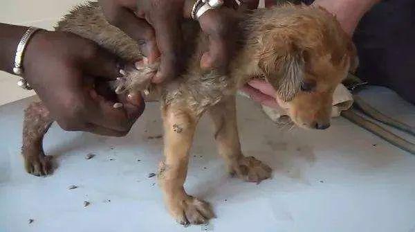 科普篇丨宠物驱虫指南太全了