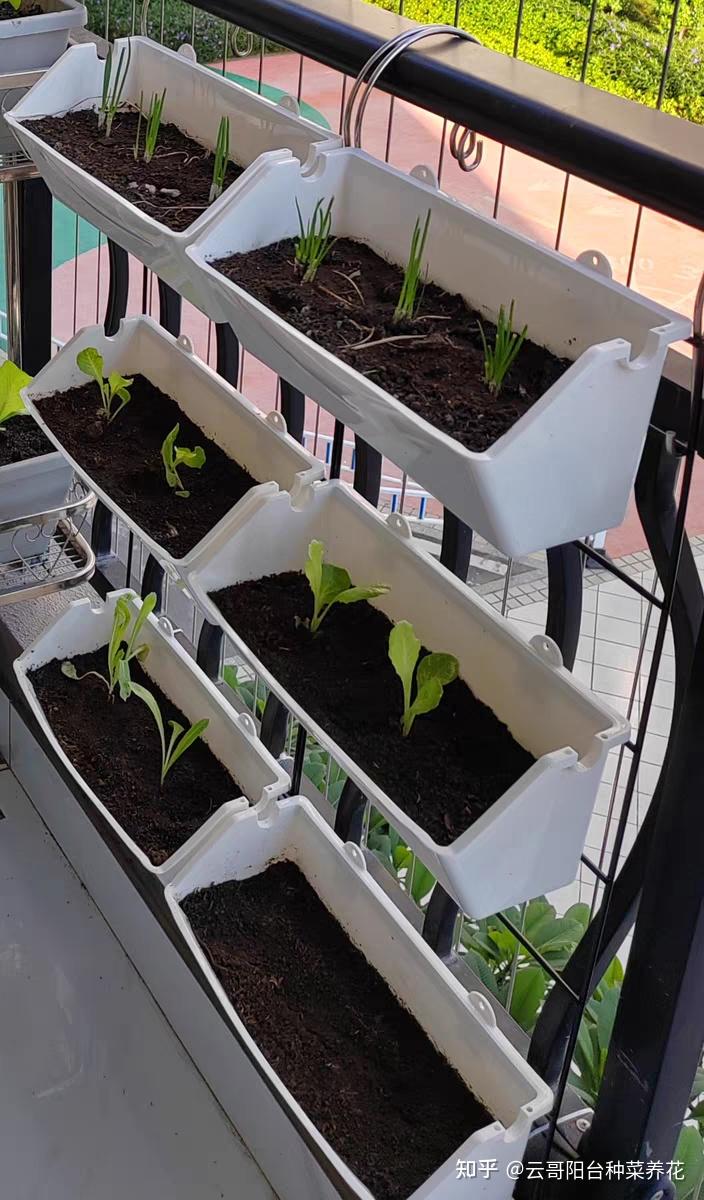 阳台种菜你还用花盆?那你就out啦!在阳台墙面护栏上这样立体种.