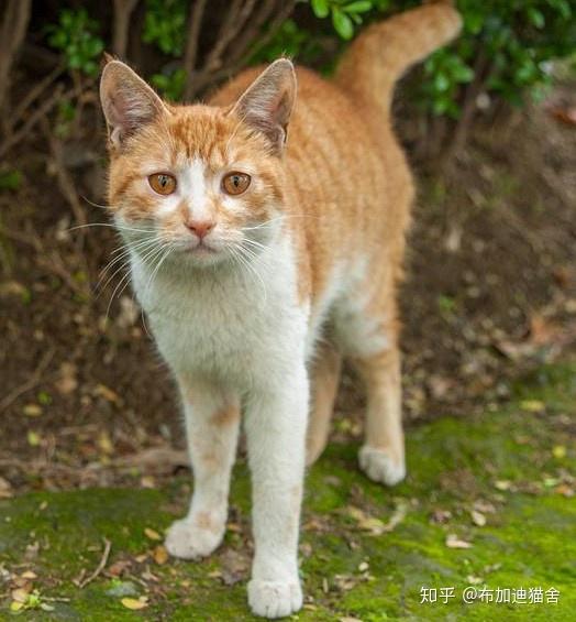 我的繁育故事2流浪猫眼中的上帝