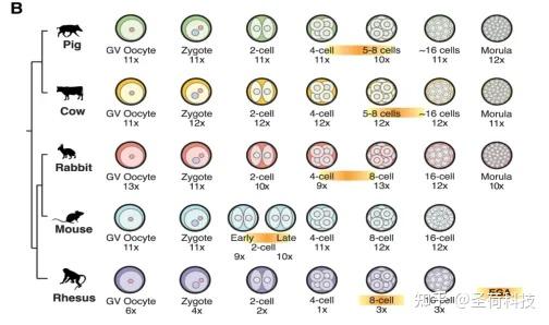 【文献解读】转座元件在早期胚胎发育中的表达调控机制 - 知乎