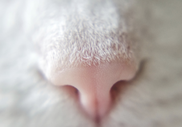 犬猫呼吸困难 知乎