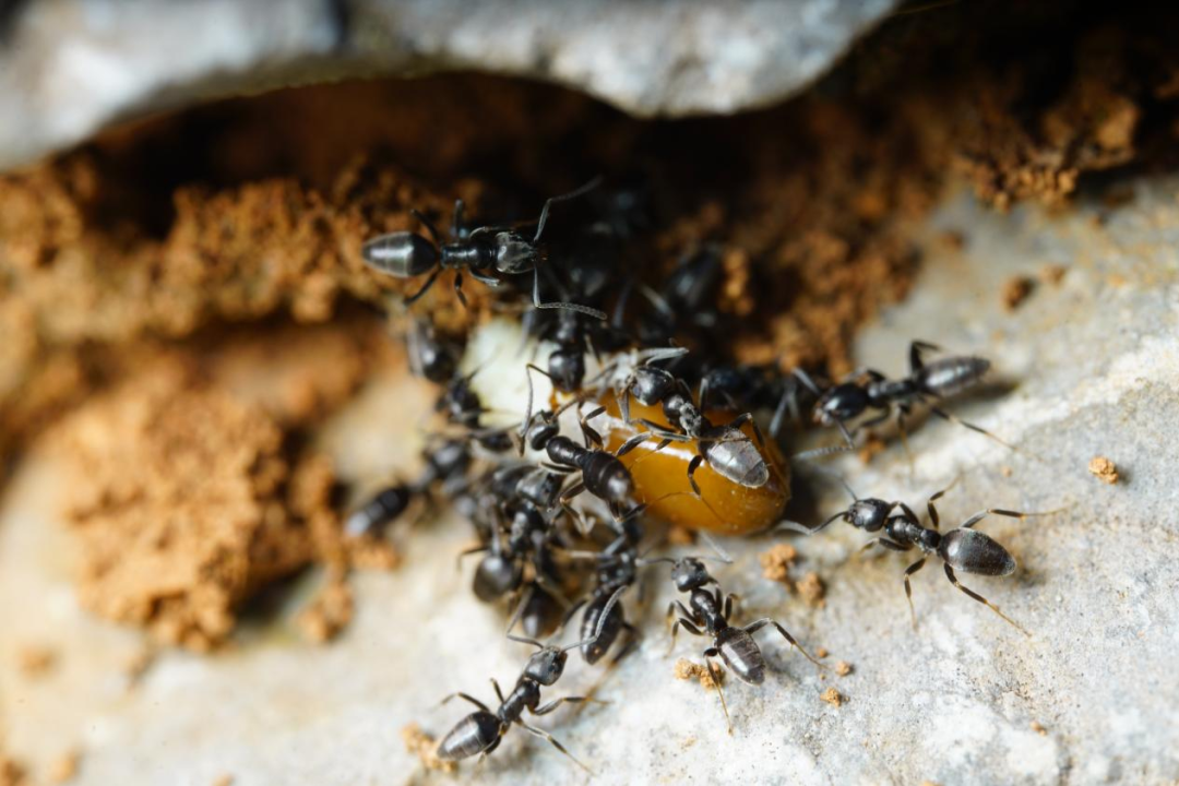 群体,一个蚂蚁家族凝聚起来的力量可以使大上数十倍的动物都闻风丧胆