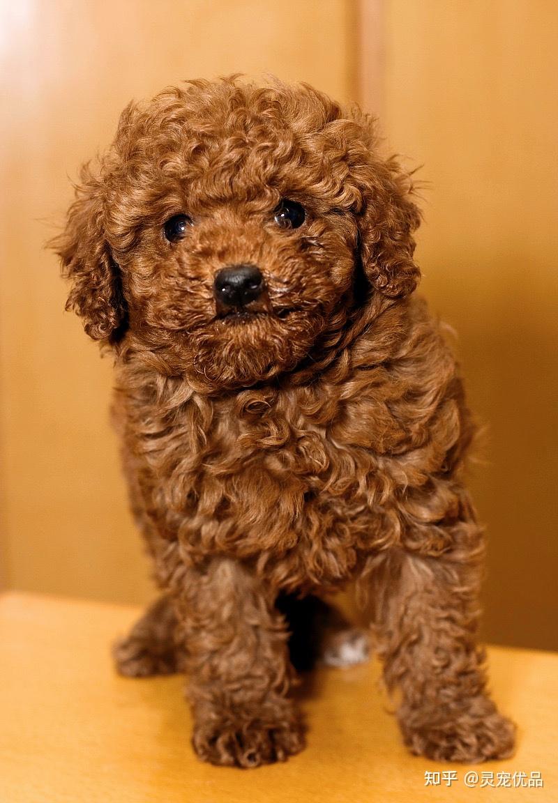 泰迪犬简介:泰迪原产于德国,贵宾分为四种:标准贵宾,迷你贵宾,玩具