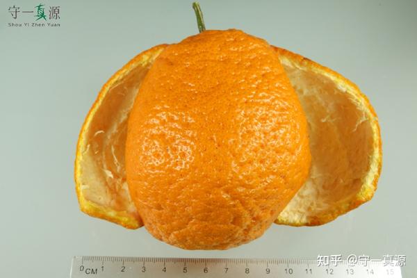 深入浅出聊枳实、枳壳之前生 - 知乎