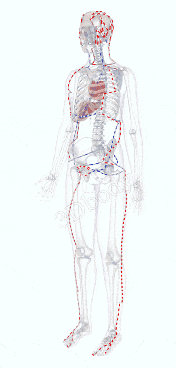 最新经络图(精美3d动态循行图,建议收藏)!