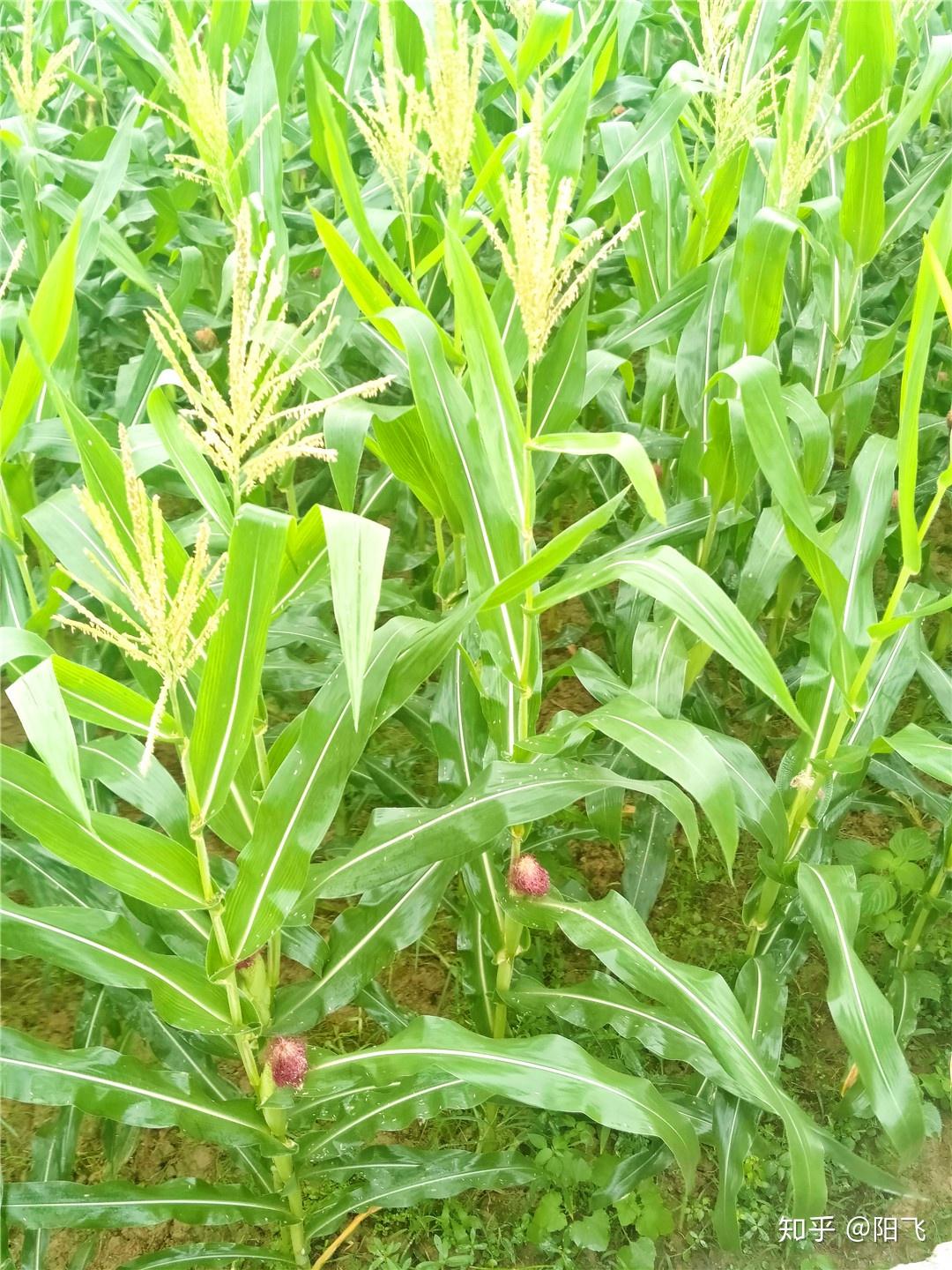 具有香甜,鮮嫩的特點而深受人們的喜歡,其種植方法跟普通的玉米大體