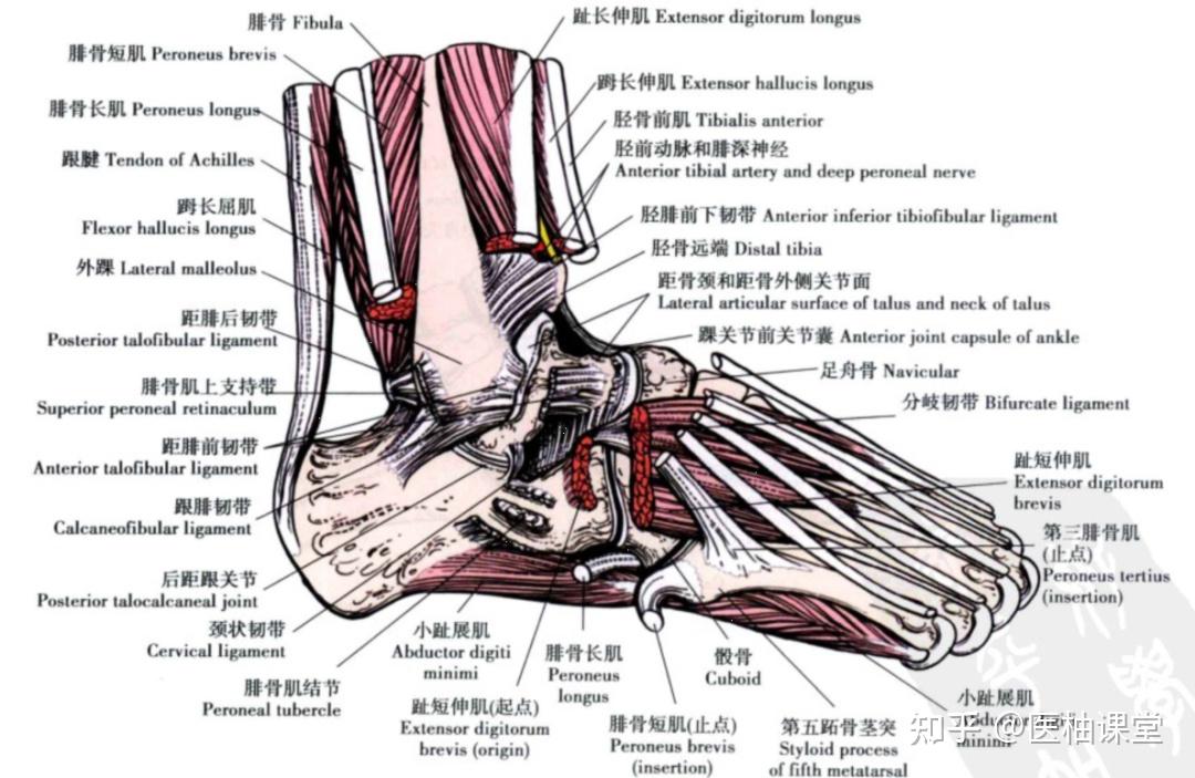 踝关节的韧带结构