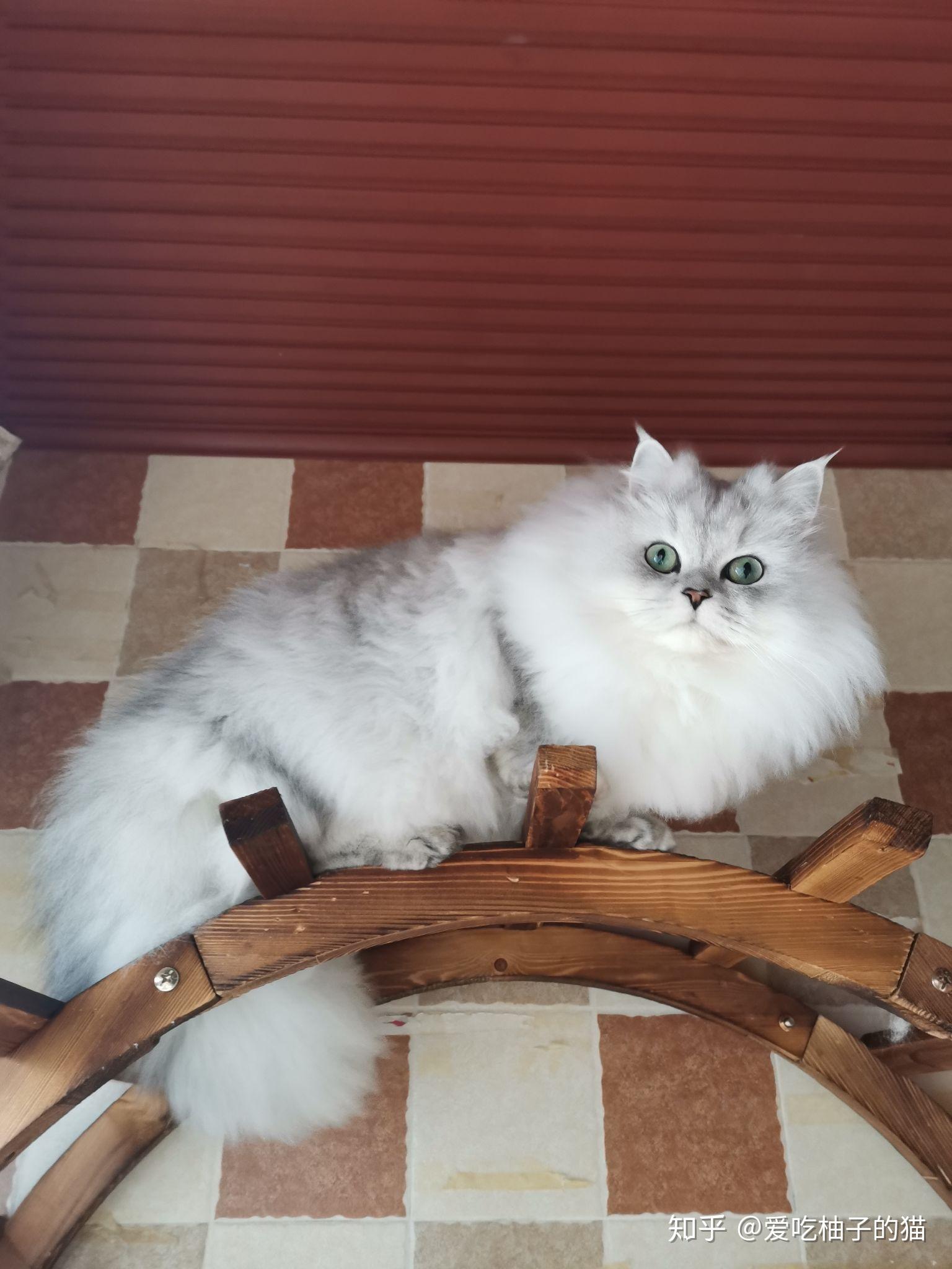 大家见过粗尾巴的猫嘛?