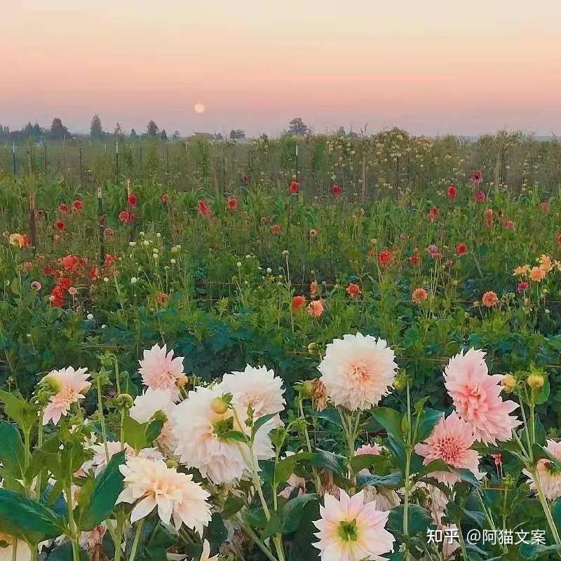 那就慢慢来吧，让花成花，让树成树。 - 知乎