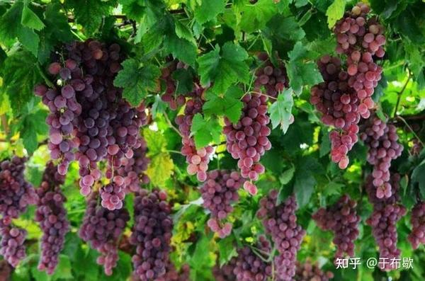 21年8月情人节 8月14日是什么情人节 21七夕情人节