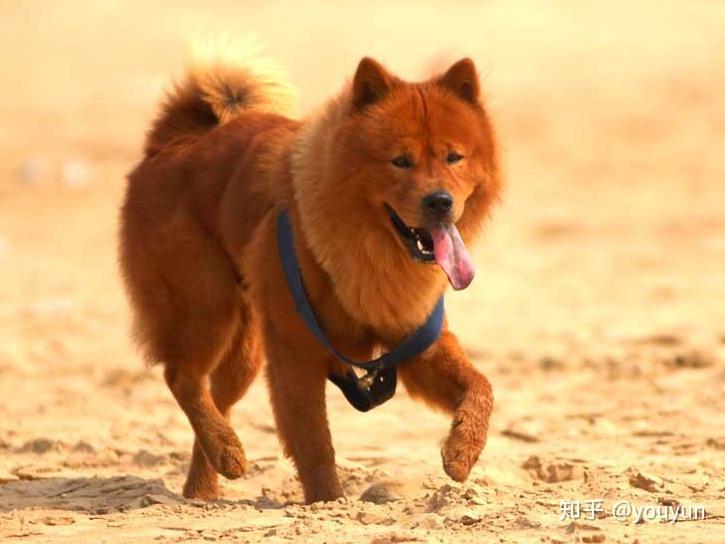 中国原生松狮犬综述 - 知乎