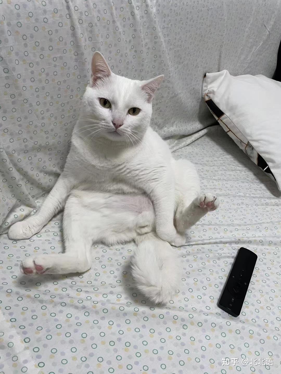 关于猫咪呕吐吐毛球现象分析