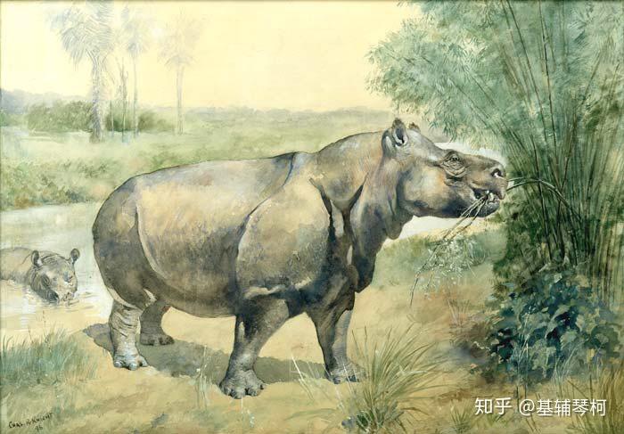 【副巨犀】巨犀(學名:paraceratherium)為一種已經滅絕的犀牛,生活在