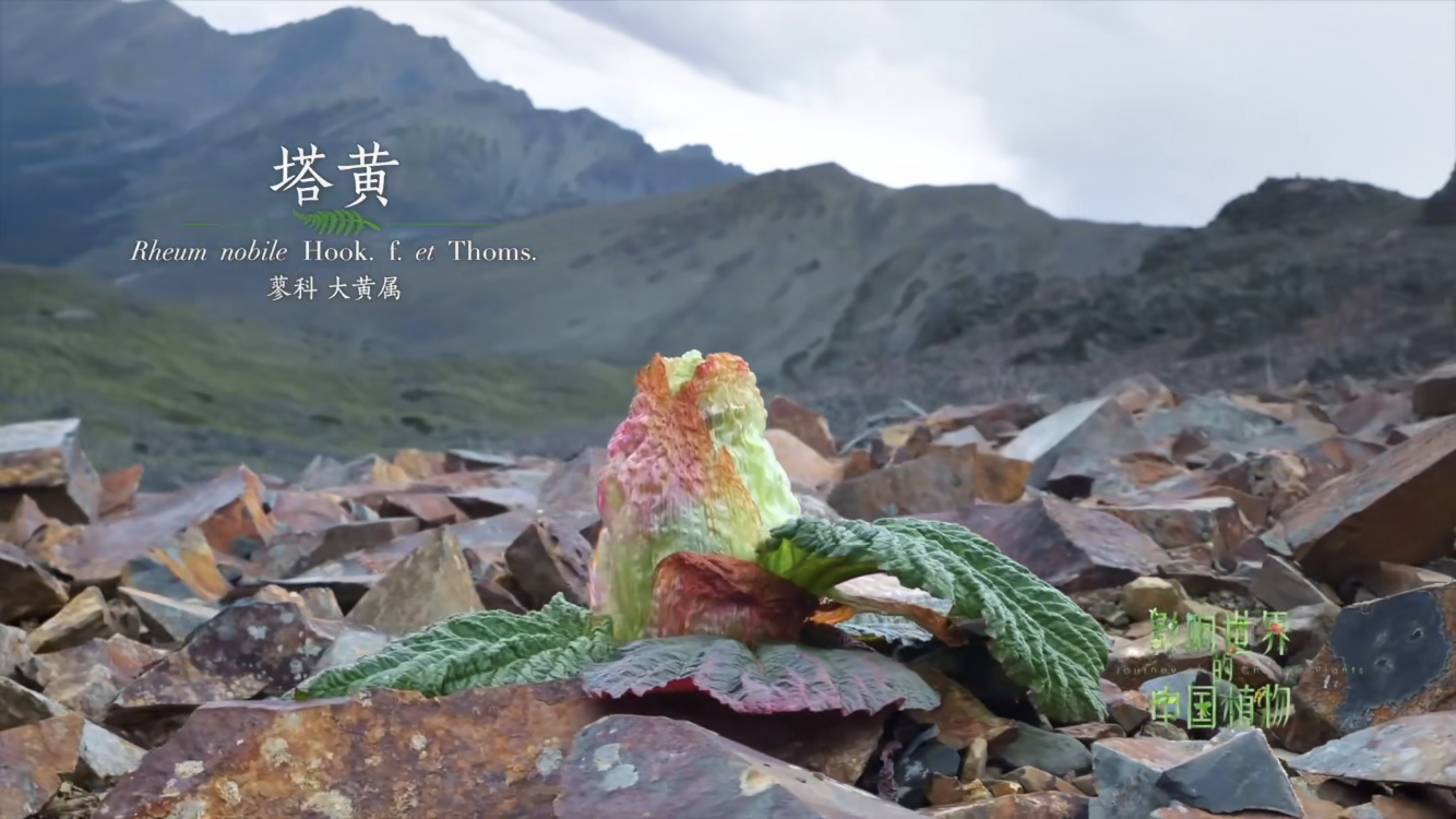 纪录片 《影响世界的中国植物》
