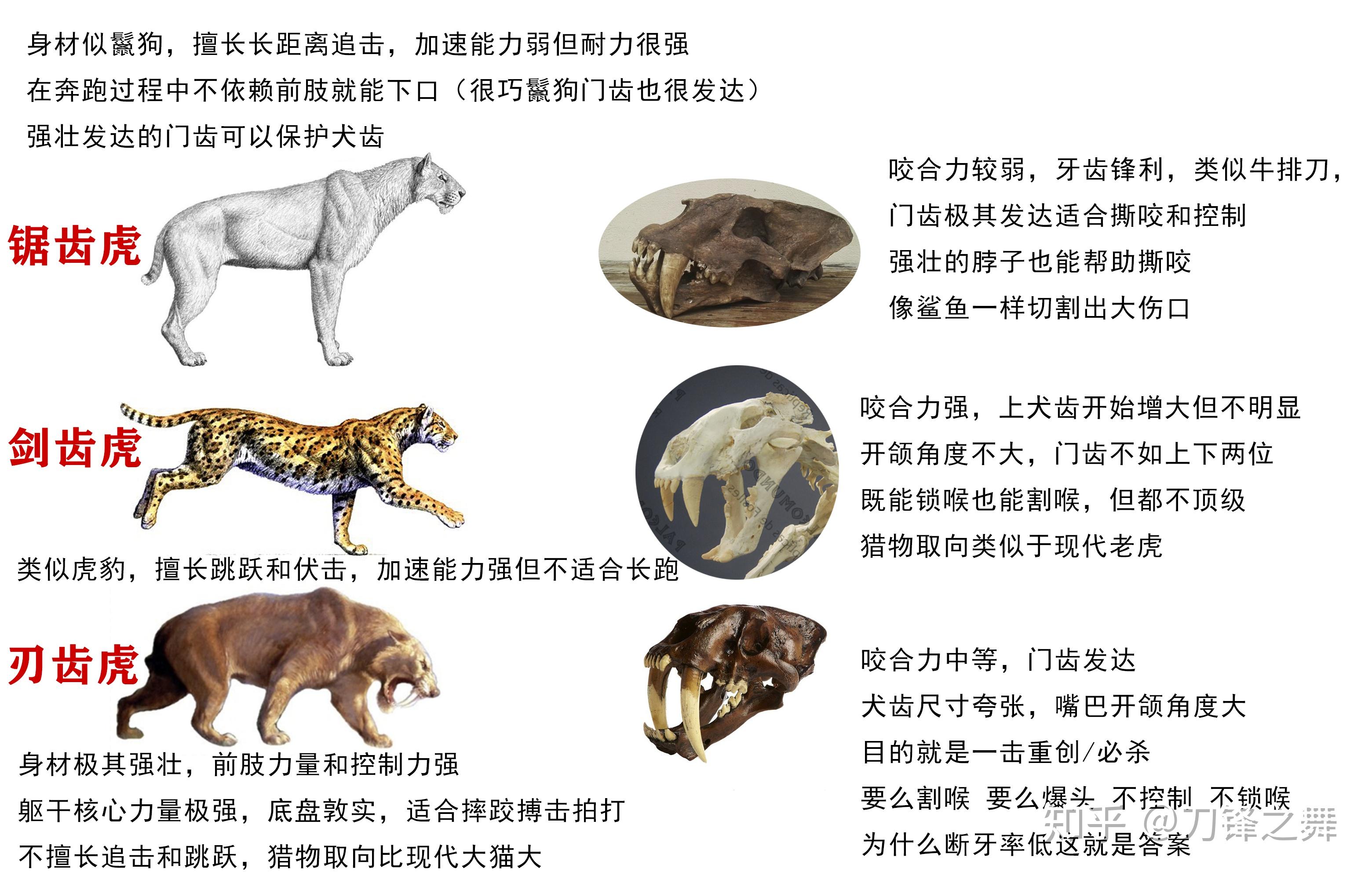 老虎进化图,老虎的祖先,老虎祖先进化图_大山谷图库
