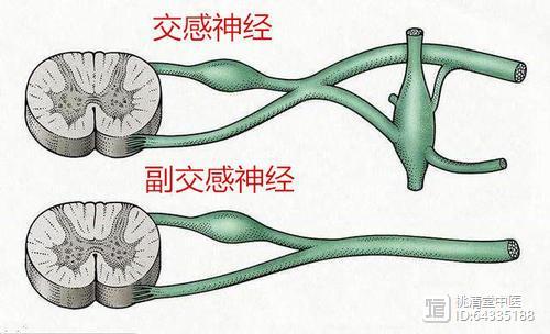 原 何为植物神经 植物神经功能为何会紊乱 知乎