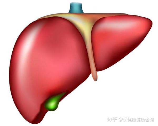 肝不好的人 这些食品可排毒养肝 修复受损肝脏 知乎