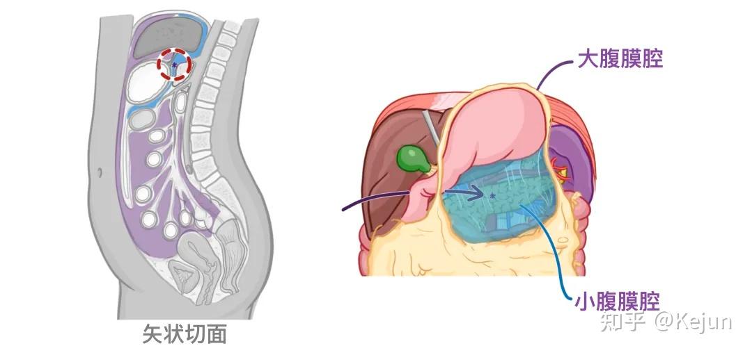 人体解剖学基础——腹部内脏篇(食道和胃) - 知乎