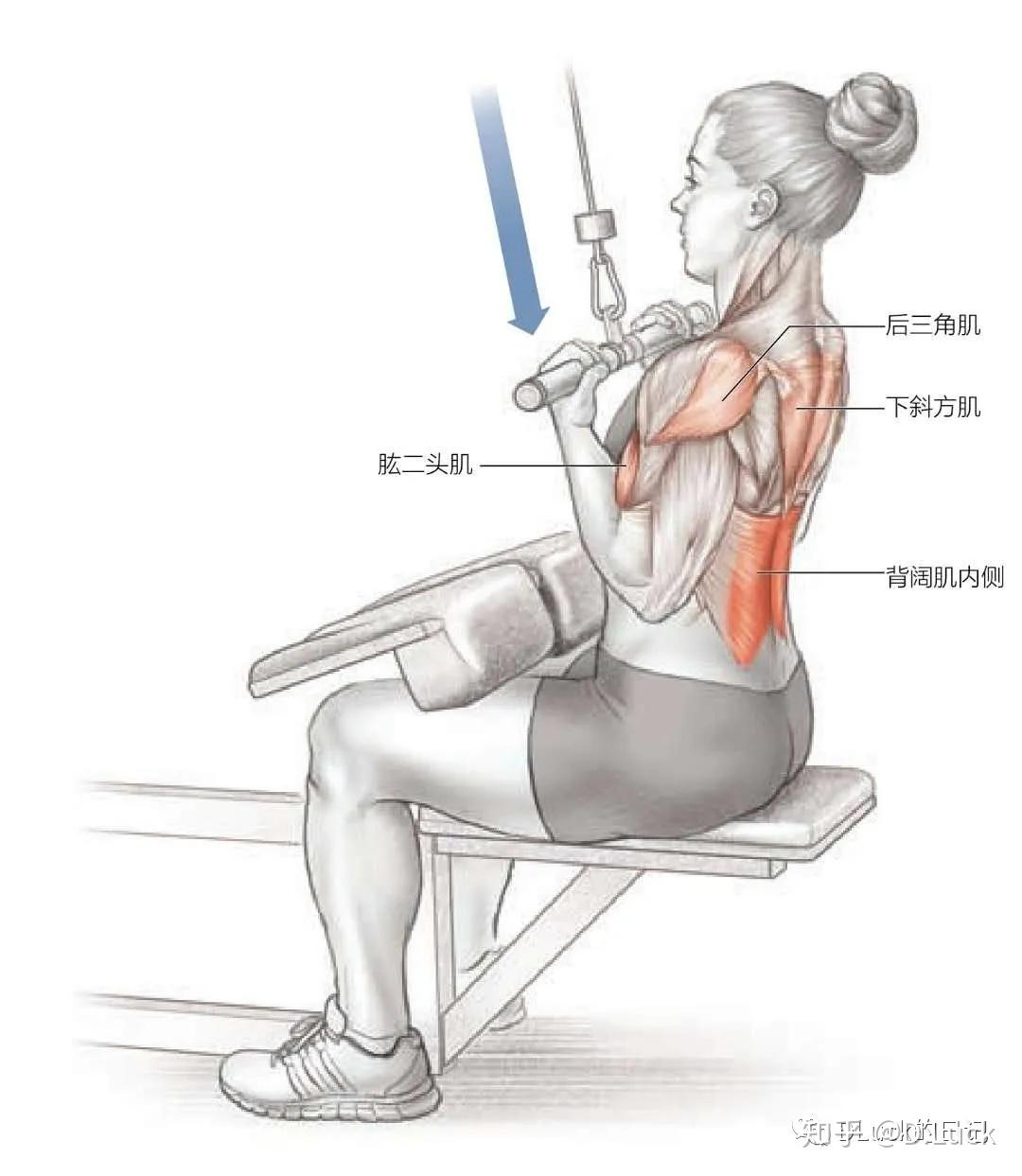 反手窄握高位下拉单臂哑铃划船哑铃划船坐姿划船t杠划船微信扫描下方