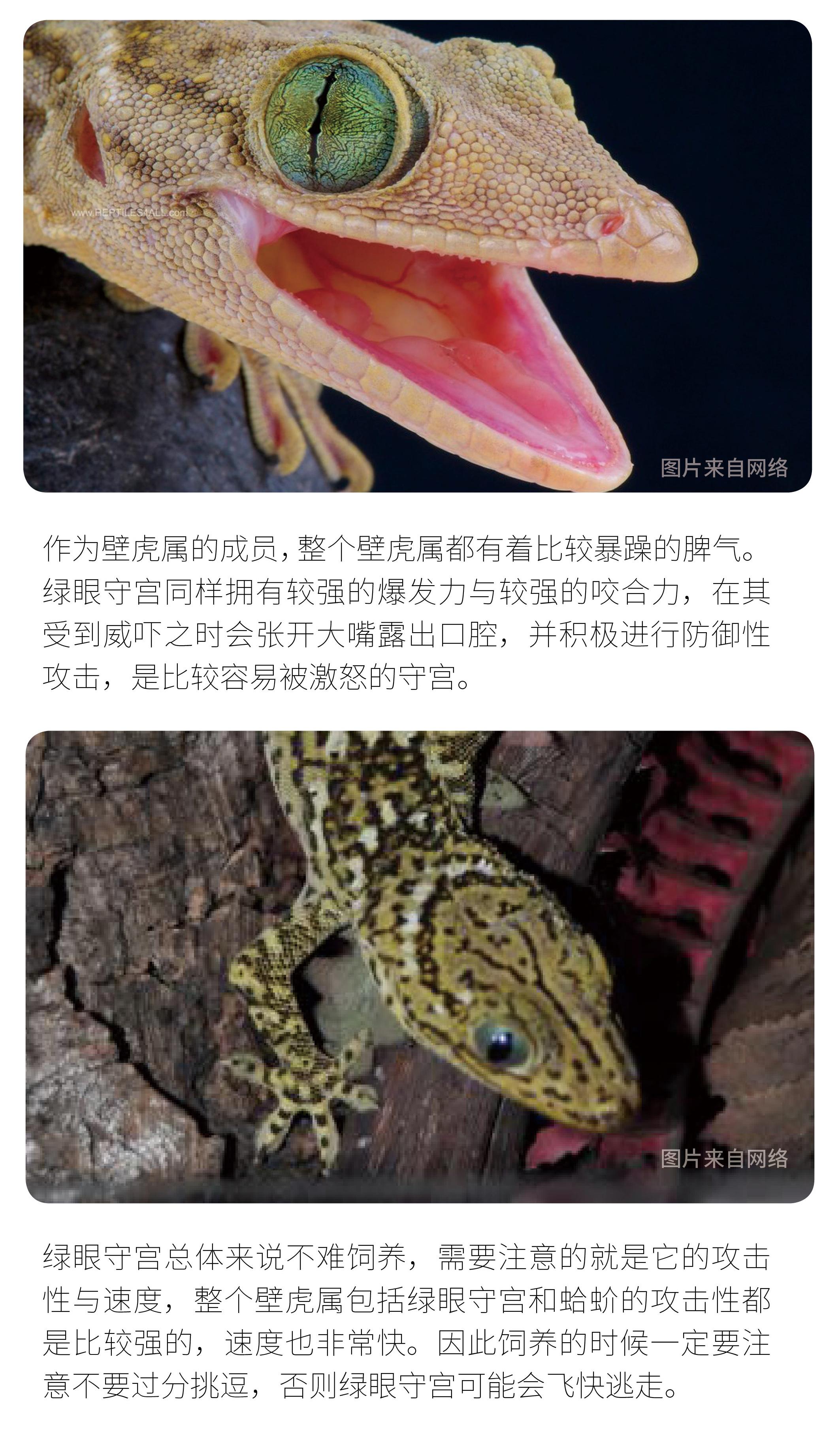 物种小谈┃绿眼守宫