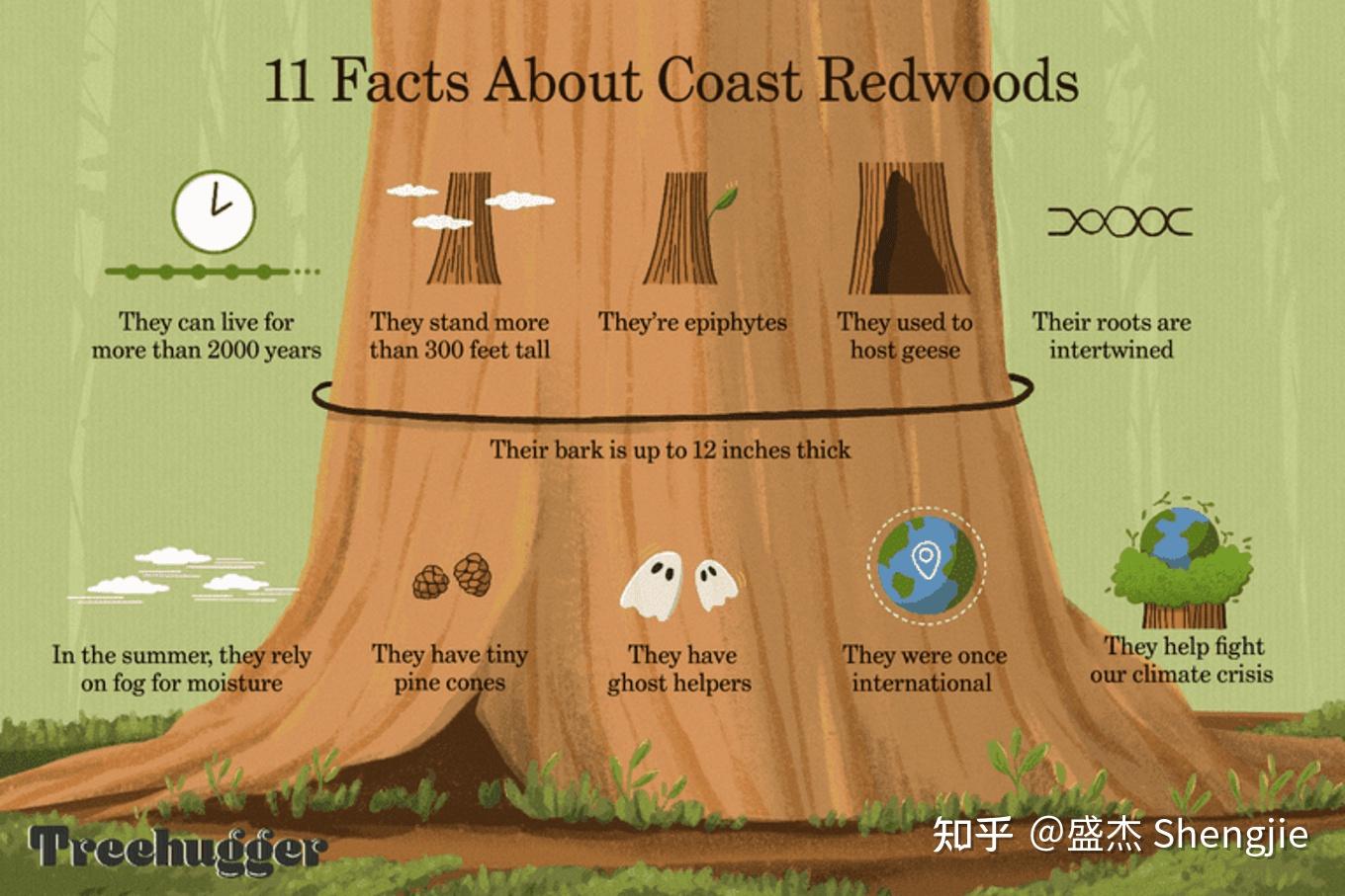 加州 California | 海边的亥伯龙 | 红杉国家公园(Redwoods National Park) - 知乎