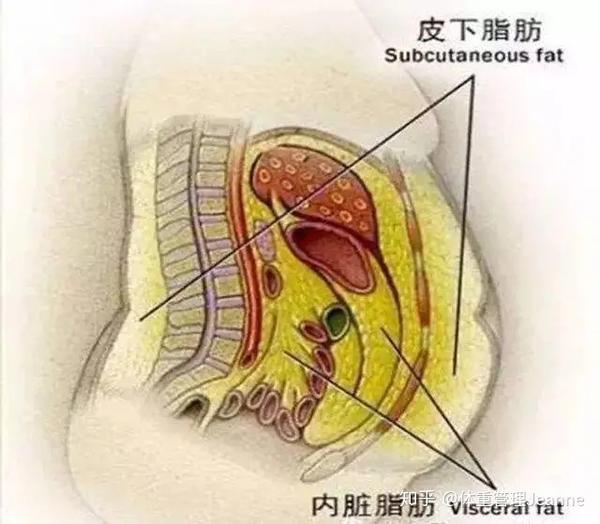 捏到,感受到的脂肪,都是皮下脂肪;而內臟脂肪圍繞在我們腹腔器官周圍