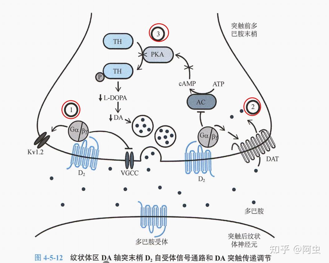 神经递质与受体-多巴胺《神经科学》笔记5-5 - 知乎