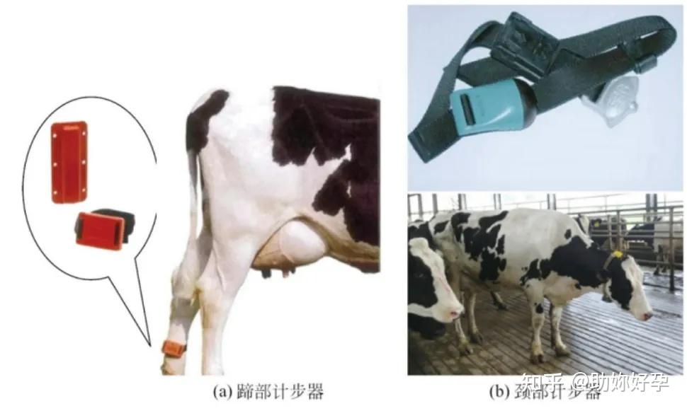 奶牛的发情鉴定与同期流程 - 知乎