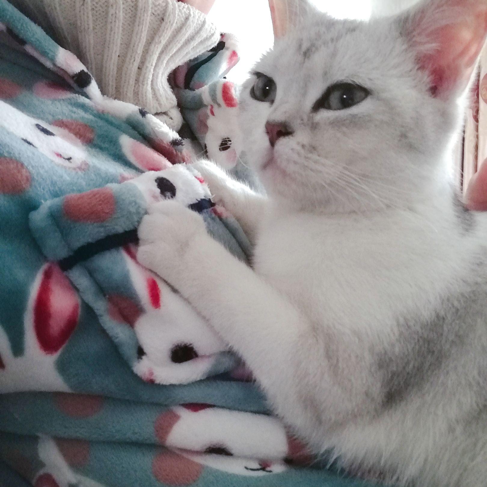 为什么我家的猫咪不会踩奶?