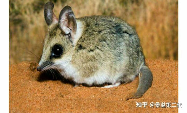 有袋动物种类大体上是这样