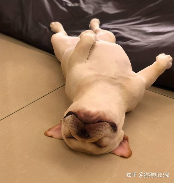 "法斗"在家过得幸福,就会有这6个特征 - 知乎