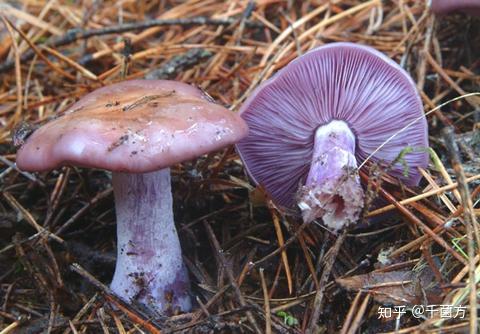 抗肿瘤健脾祛湿又香气袭人的蘑菇紫丁香蘑
