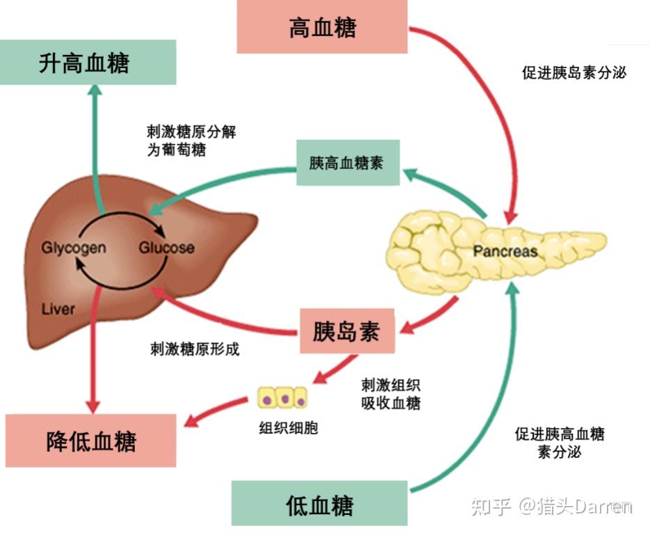 01glucagon (胰高血糖素)