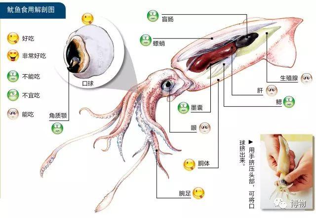 鱿鱼内脏介绍图图片