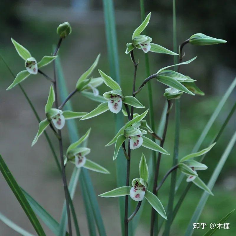 兰花 - 知乎
