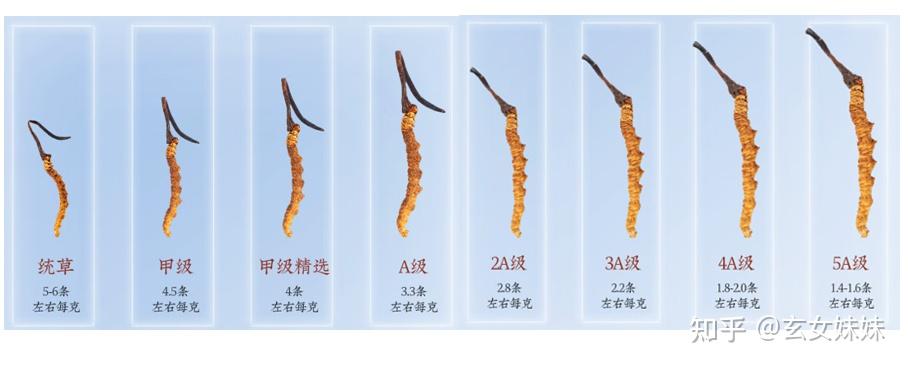 榜单：3月7日冬虫夏草板块股票成交量排行榜(图1)