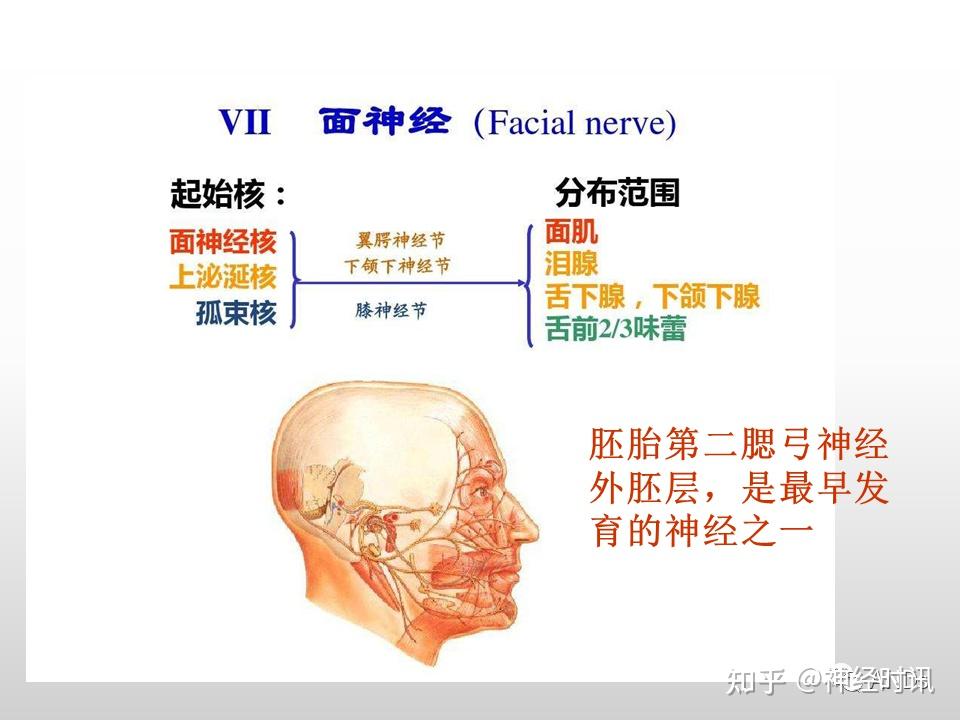 面神经解剖及相关病变 - 知乎