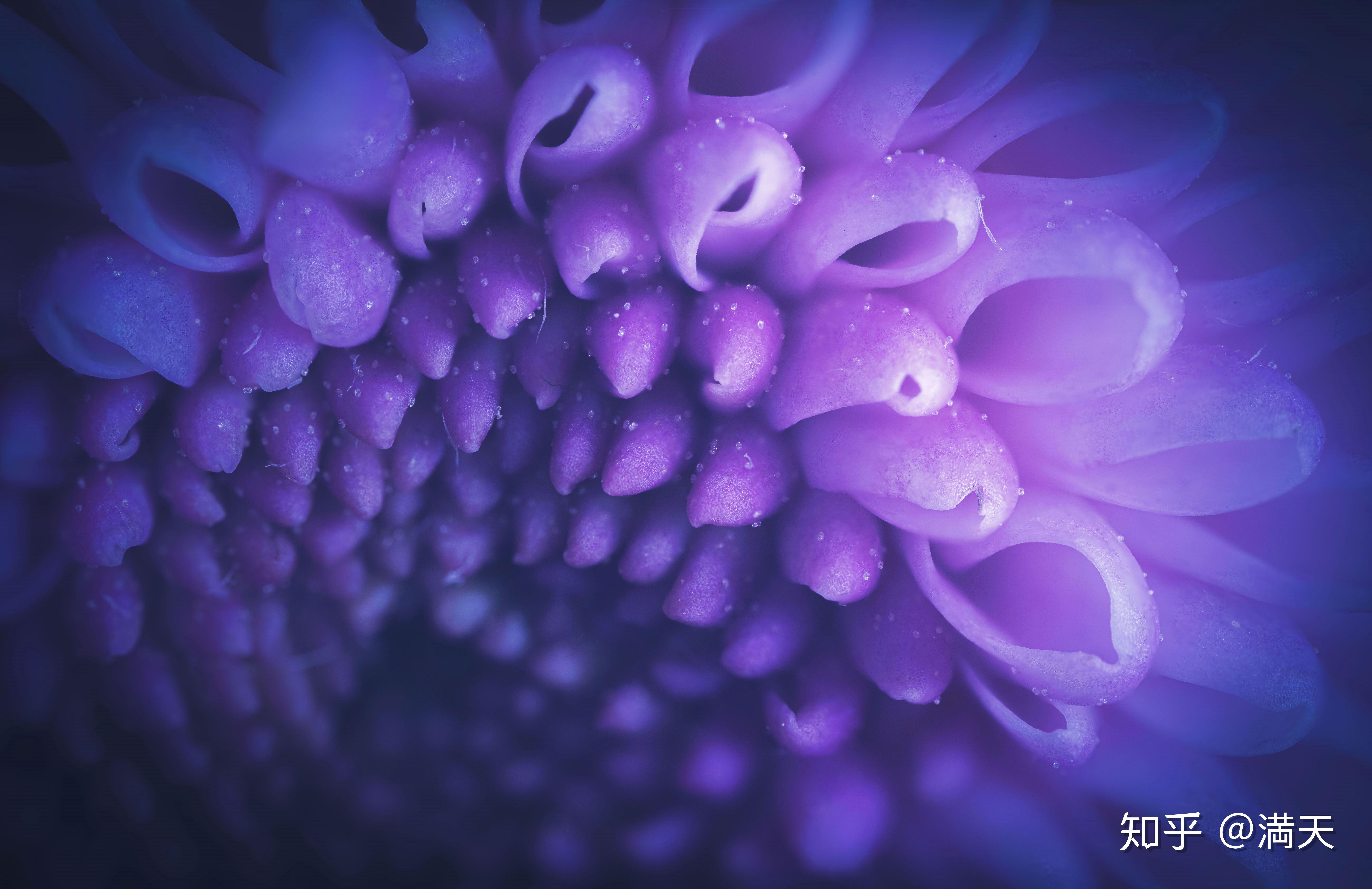 探索微观世界老蛙laowaff25mmf28ultramacro