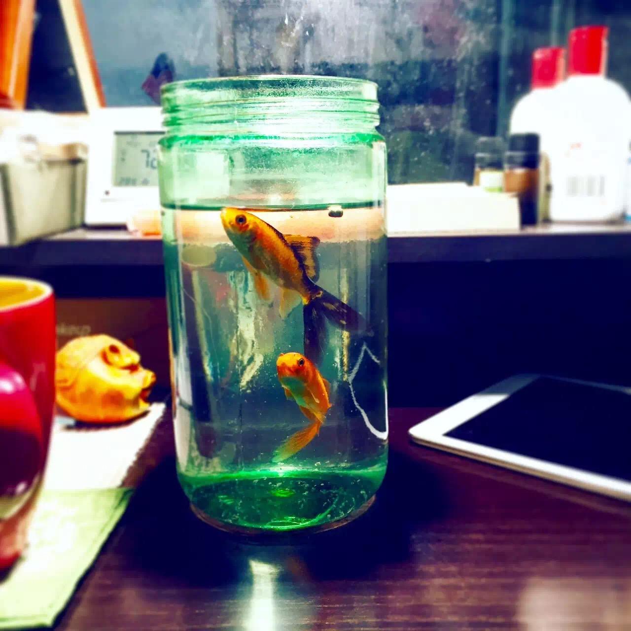 这种红鲫鱼最好养,挑一个好看点的瓶子,罐子都可以,养在家里,没事