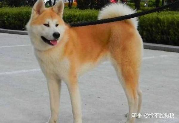 秋田犬怎么了 为什么饲养的人这么少 原因很现实 知乎