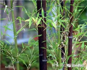 【景观人植物理论系列】北方园林绿化常用草本总述 - 知乎
