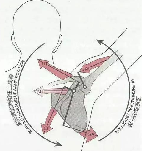 你能在网上看到最干的干货 如何使用肩肱节律处理肩痛 知乎